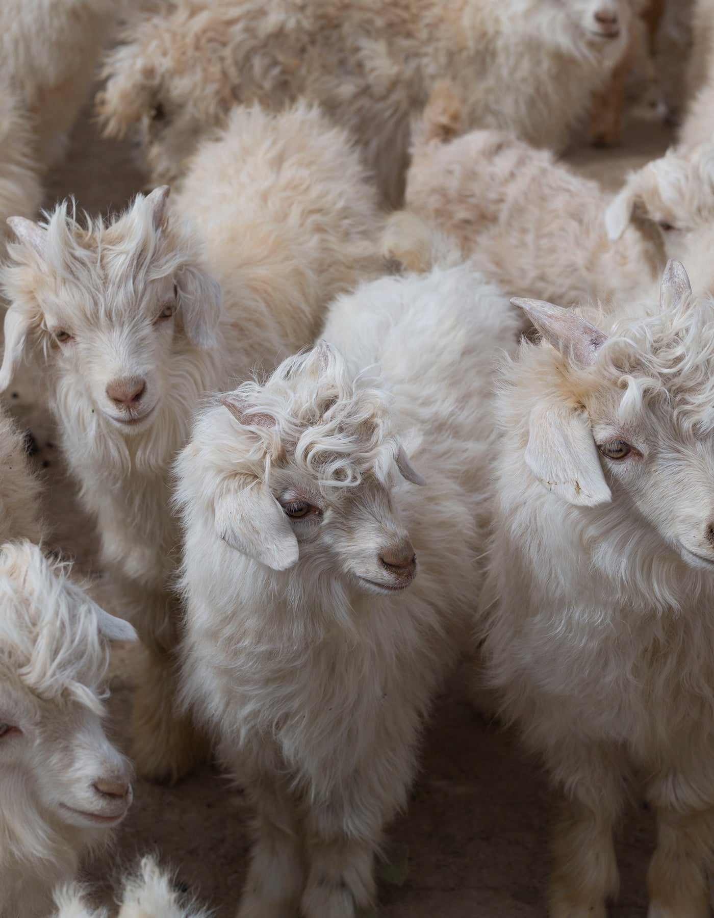 Baby Cashmere goats