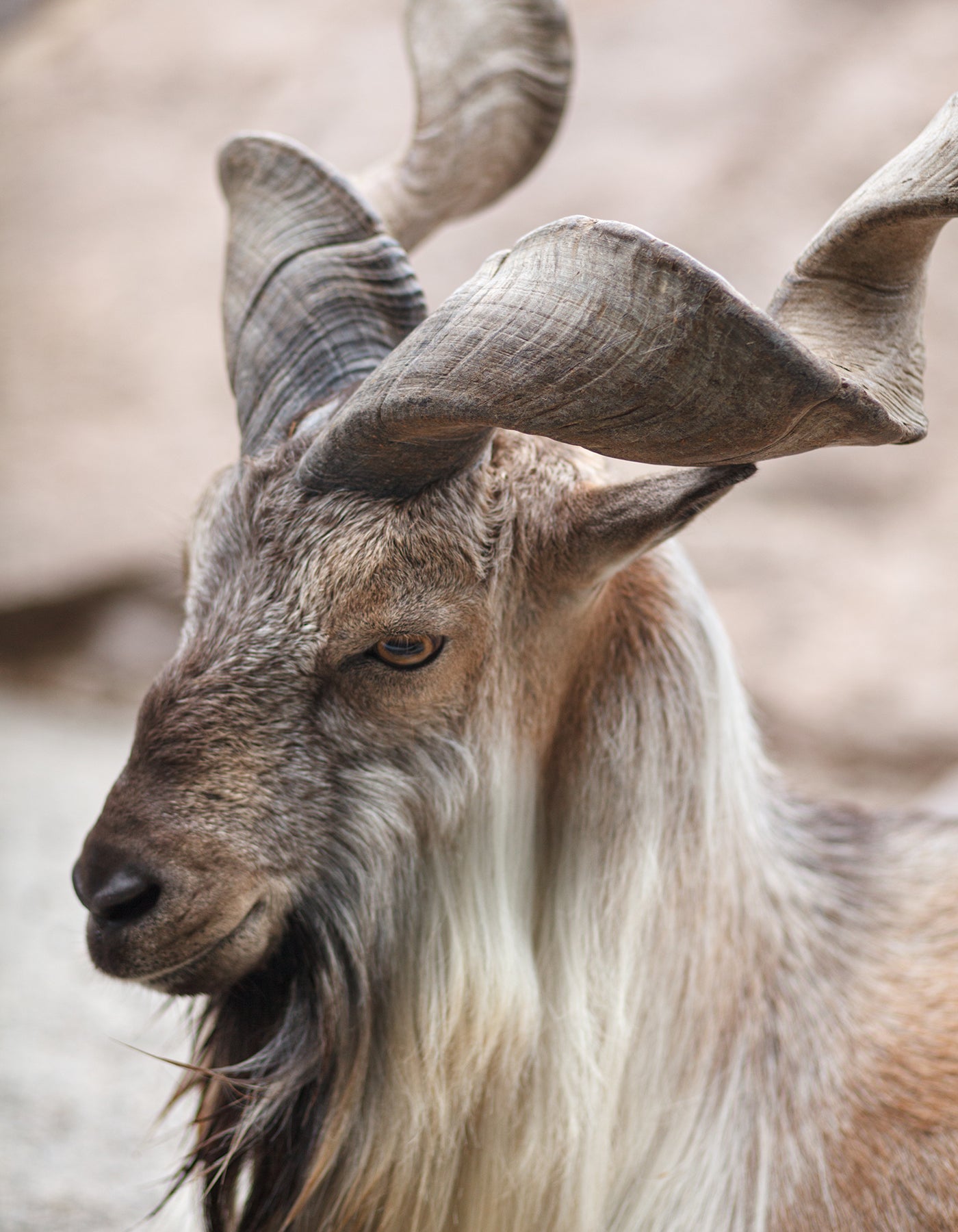 Royal Cashmere Goat